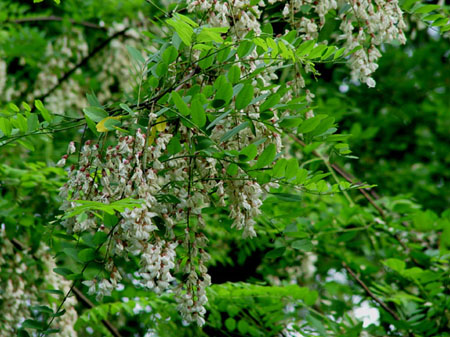 foto agriturismo monte vento